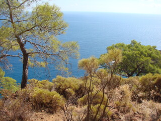Fototapeta na wymiar View from the thickets of the mountain forest on the blue infinity of the Mediterranean Sea, which connects with the sunny sky on the horizon.