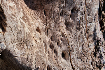 Old wooden texture. Rotten tree trunk fallen in the forest. Grey wood close up. Wood wallpaper