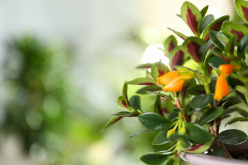 Beautiful potted Goldfish plant on blurred background, closeup. Space for text