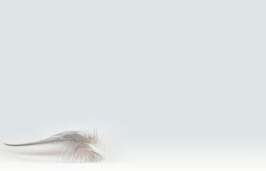 light gray feather lies on a light background