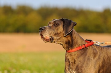 Great Dane blue 12 Years old