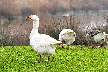 Geese graze on a green meadow