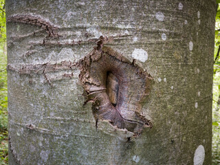 Damaged beech bark close up, scar or injury on surface of tree bark
