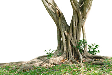 Tropical trees grow well in Thailand. The trunk is large, the roots are wide spread, the roots have beautiful complex patterns, cut and change the background to white, ready to use.
