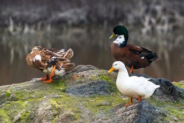 Colorful ducks on lake shore