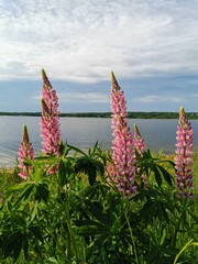 flowers on the beach