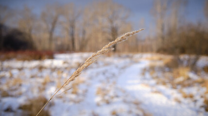 reeds in winter