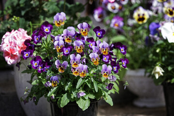 Pansy viola in a pot. Purple, purple, yellow spring flowers in the garden.