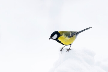 he great tit, Parus major standing in the snow on gloomy winter day