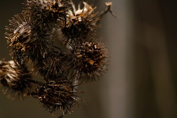 the thorns of the thistles spring close-up