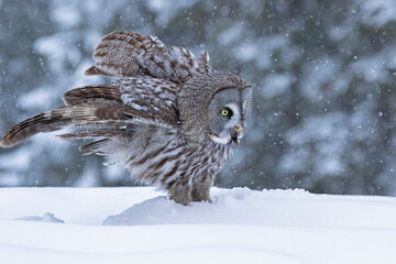 Plakat Great grey owl, Strix nebulosa with fluffy feathers standing in the snow
