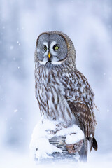 Majestic king of the northern old forests, Great grey owl, Strix nebulosa sitting on top of a tree trunk in nature near Kuusamo, Finland, Northern Europe