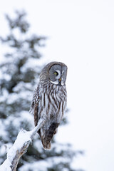 Beautiful king of the taiga forest, Great grey owl, Strix nebulosa sitting on top of a tree trunk in nature near Kuusamo, Finland, Northern Europe