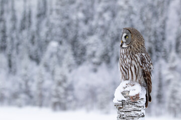 Large ruler of the taiga forest, Great grey owl, Strix nebulosa sitting on top of a tree trunk in nature near Kuusamo, Finland, Northern Europe