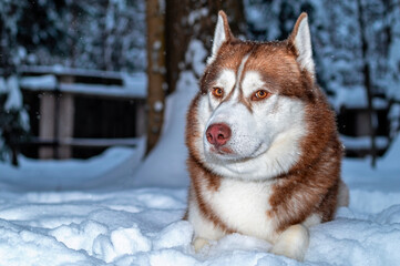 Portrait red Siberian husky dog lying on the snow in winter forest. Copy space.