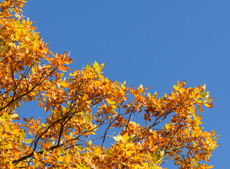 oak branches with leaves in autumn colors against blue sky