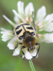 Bee Beetle, Trichus fasciatus, feeding on Melancholy Thistle, Cirsium heterophyllum