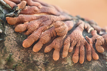 Hypocreopsis lichenoides, also called Hypocrea riccioidea, commonly known as Willow Gloves, wild mushroom from Finland