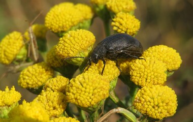 Black beetle on a tansy flowers, closeup