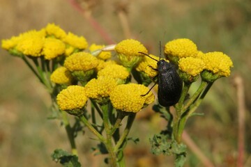 Beetle on yellow tansy flowers in the meadow