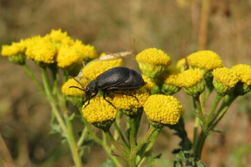 Black beetle on tansy flowers on the meadow, closeup
