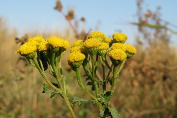 Yellow tansy flowers in the meadow on blue sky background