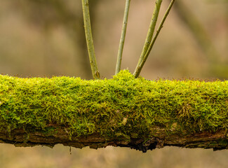 fallen tree trunk covered with moss with branches growing up from the middle