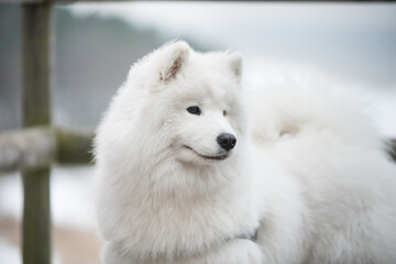 Obraz premium Samoyed white dog muzzle close up on snow road in Latvia