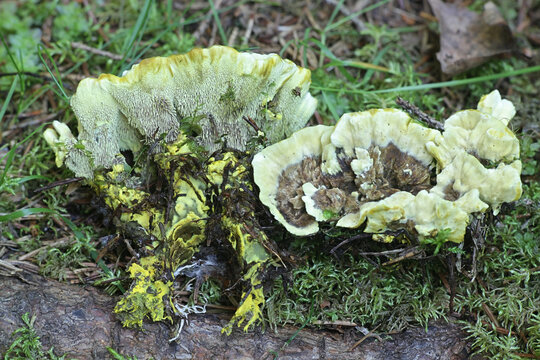 Hydnellum geogenium, a tooth fungus from Finland with no common english name