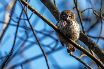 Sperlingskauz (Glaucidium passerinum)