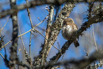 Sperlingskauz (Glaucidium passerinum)