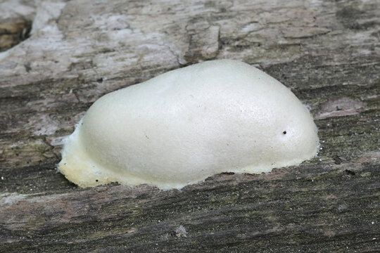 Reticularia lycoperdon (Enteridium lycoperdon), the false puffball slime mold