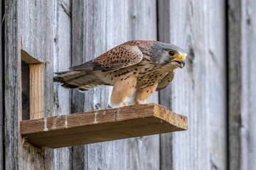 Turmfalke (Falco tinnunculus) M&auml;nnchen