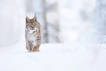 Foto op Plexiglas Lynx The wild beast walks through the snowy forest. The lynx walks through the snowy forest. Highly endangered lynx lynx. Wildlife scene from nature.