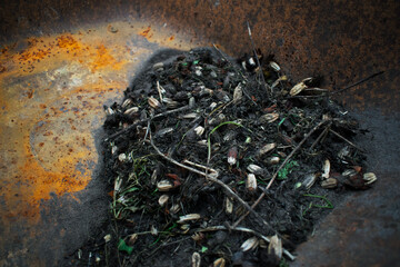 Dirty flower seeds in soil. How to make compost.