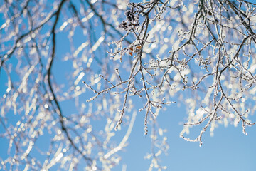 icicles on winter branch against blue sky