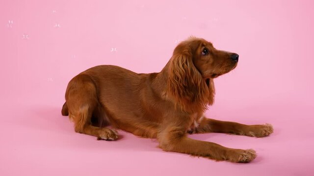 Playful cocker spaniel lies in the studio on a pink background. Soap bubbles fly around the pet, which it catches with its mouth. Slow motion. Close up.