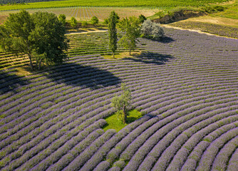 Aerial view on nice lavender field