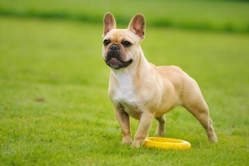 Obraz premium french bulldog puppy