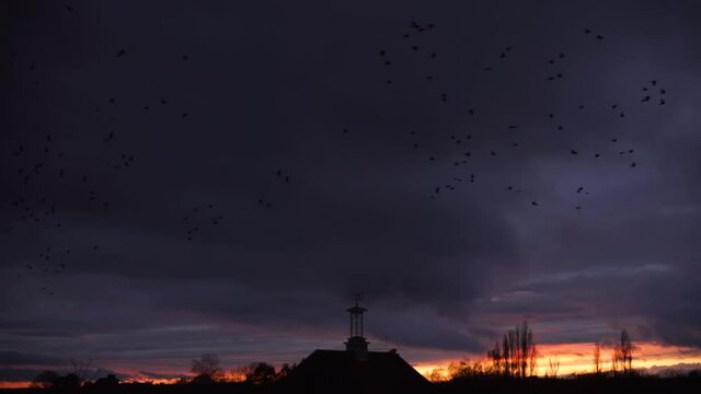 Starling bird flock flying far murmuration cloud dusk silhouette clock tower