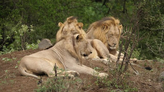 A coalition of young male lions fall asleep in the shade of the savannah trees.