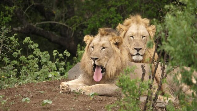 Two tired lions resting on a dirt patch in a wildlife reserve, front view.