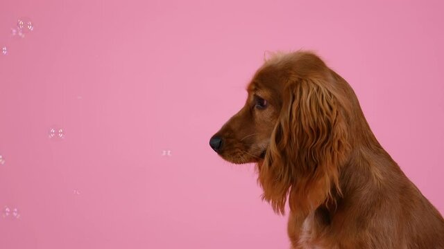 English Cocker Spaniel sits in the studio on a pink background. Soap bubbles fly around the dog, which she watches closely. Games with pets. Slow motion. Close up.