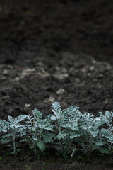 Beautiful plants of silver ragwort in garden.