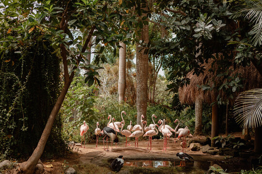 Large group of flamingos together in bird park near the lake