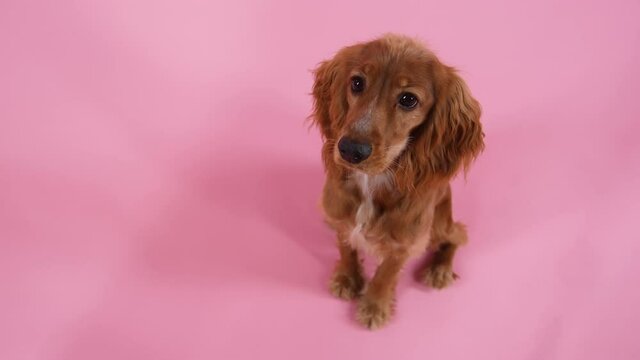 Top view of cute english cocker spaniel in studio on pink background. The pet sits with its head up and looks at the camera. Slow motion. Close up.