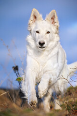 White Sheepdog..Weisser Schweizer Schäferhund..Berger Blanc Suisse