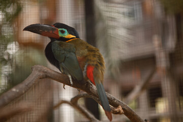 Toucan on the branch in tropical forest