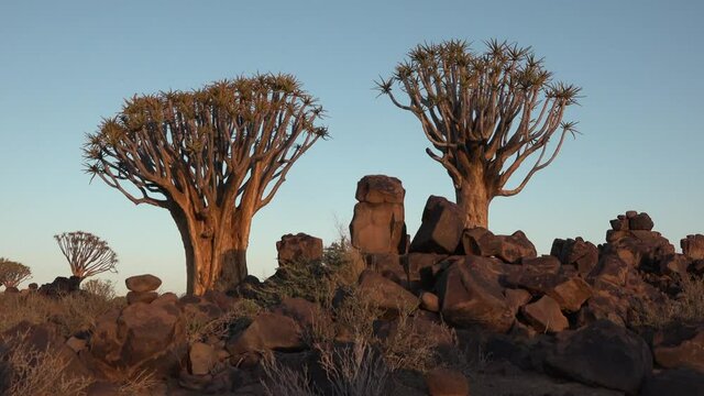 Namibia. Landscape view of quiver trees at sunset, southern Africa.