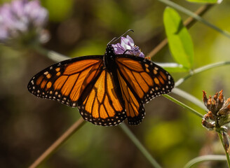 Fototapeta na wymiar African Monarch Butterfly